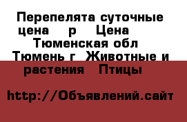 Перепелята суточные.цена 40 р. › Цена ­ 40 - Тюменская обл., Тюмень г. Животные и растения » Птицы   